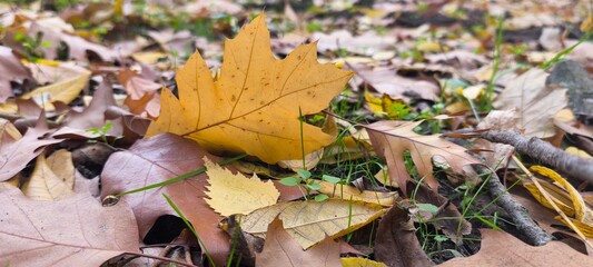autumn leaves on the ground