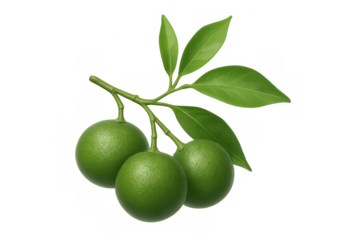 Limes branch with fresh green leaves showing unripe citrus fruits on a transparent background