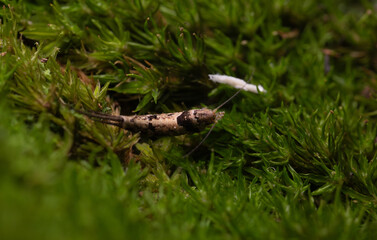 Macro Close-up of a Camouflaged Insect Larva or Archaeognatha on Vivid Green Moss