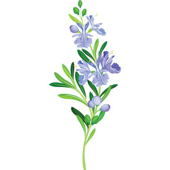 Delicate Sprig of Rosemary With Small Purple Flowers and Green Leaves Isolated on White Background Detailed Botanical Illustration