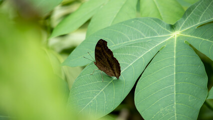 Dark Brown Butterfly on Green Leaf