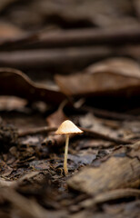 Tiny Wild Mushroom on Forest Floor Litter