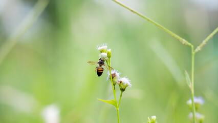 Crab Spider Attacking a Honey Bee on a Flower