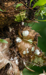 Dried Staghorn Fern Basal Fronds on Old Tree Trunk