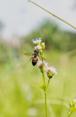 White Crab Spider Ambushing and Preying on a Honey Bee on a Flower