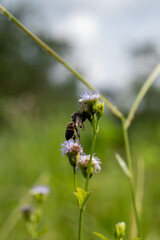 White Crab Spider Predation: Bee Caught by a Hunter Spider on a Wildflower