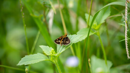 Small Skipper Butterfly Resting on Green Foliage