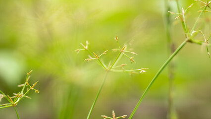 Wild Grass Seed Head Clusters Against Bright Bokeh