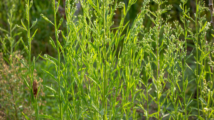 Bright Green Wild Herb with Slender Stems and Buds