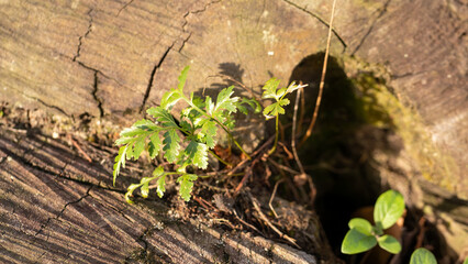 New Life Growing on Ironwood Tree Stump