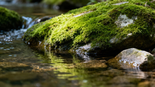 Moss-covered rocks in a clear stream with flowing water