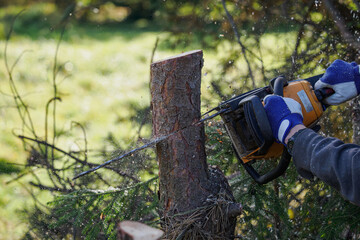 Chainsaw cutting a pine tree trunk outdoors in nature.