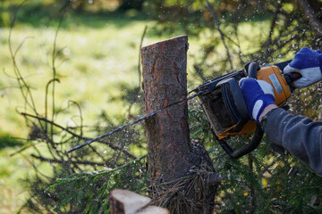 Chainsaw cutting a pine tree trunk outdoors in nature.