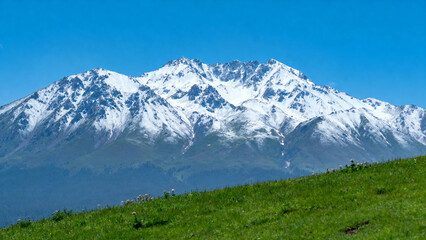 Snow-capped mountain range under clear blue sky with green grassy foreground