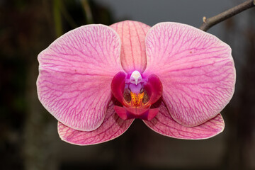 Pink Orchid Flower (Phalaenopsis)