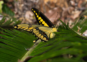 Black and Yellow Butterfly (Heraclides thoas)