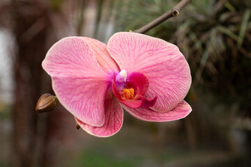 Pink Orchid Flower (Phalaenopsis)