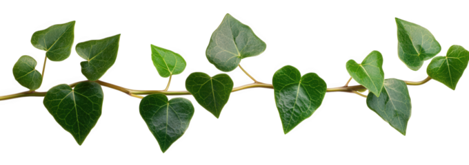 A fresh green ivy vine, isolated on transparent background, gracefully curves, its heartshaped leaves displaying intricate details and vibrant color against the clean backdrop