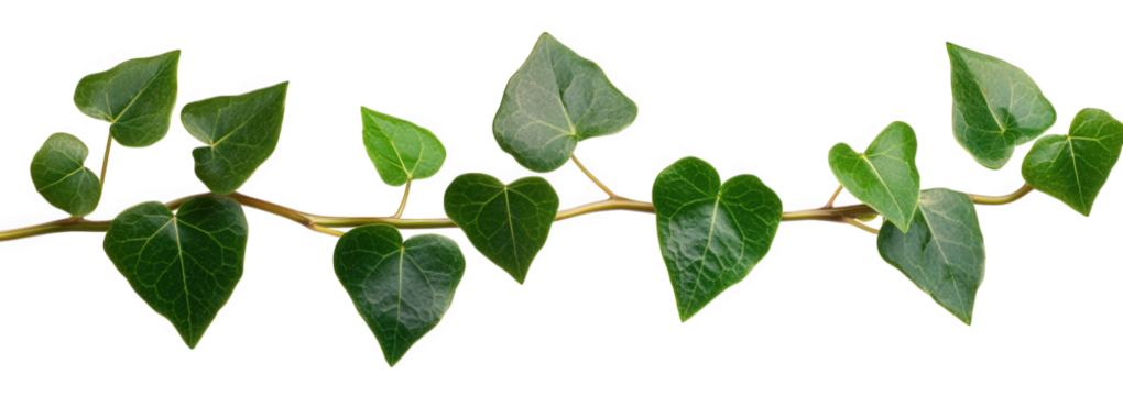 A fresh green ivy vine, isolated on transparent background, gracefully curves, its heartshaped leaves displaying intricate details and vibrant color against the clean backdrop