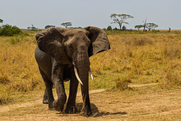 Obraz premium Serengeti National Park, Tanzania: African Elephant Walking Through the Savanna