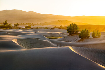 The St. Anthony Sand Dunes in Idaho are lit by a vibrant golden sunset. The warm light creates deep shadows and highlights the ripples in the sand. Represents a vast, peaceful desert landscape © Leonid Andronov