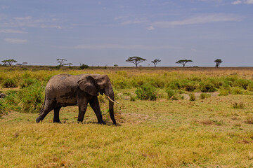Fototapeta premium Serengeti National Park, Tanzania: African Elephant Walking Through the Savanna