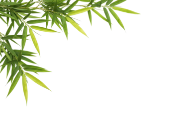 Fresh bamboo leaf branch corner border, cut out