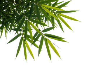Tropical green bamboo leaves corner border, isolated background