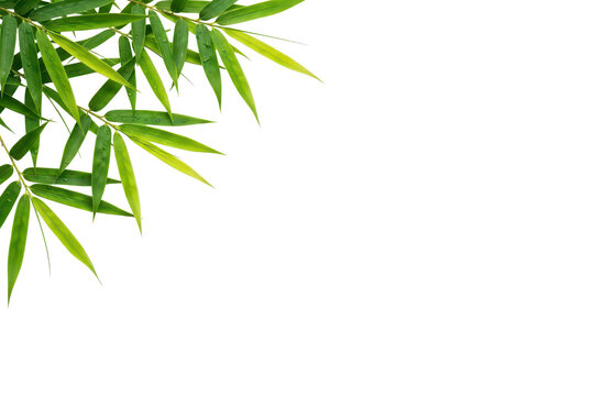 Green bamboo leaves in corner composition, isolated on transparent background