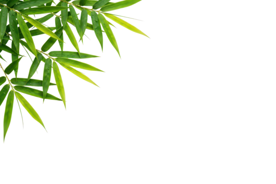 Green bamboo leaves in corner composition, isolated on transparent background