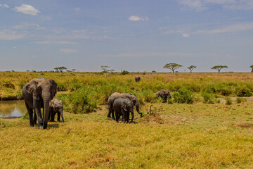 Obraz premium Serengeti National Park, Tanzania: An Elephant Family Gathering on the Savanna.