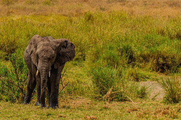 Obraz premium Serengeti National Park, Tanzania: Mud-Covered Elephant on the Savanna