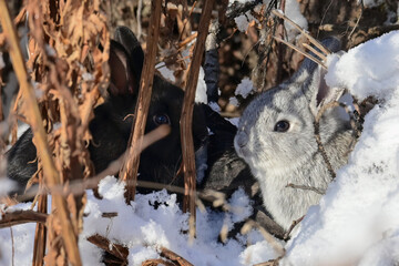 Feral baby rabbits in the undergrowth of the snowy Alaska forest.