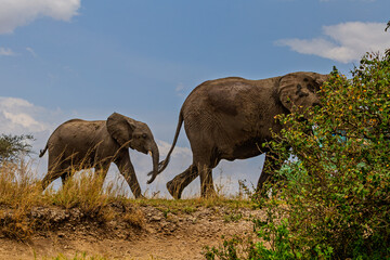 Fototapeta premium Serengeti National Park, Tanzania: Mother and Calf Elephant Walking on the Savanna