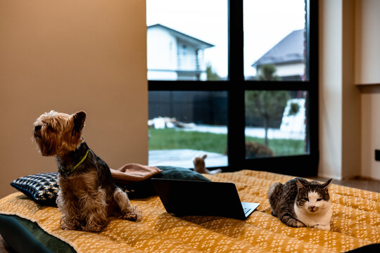 Dog and cat relaxing on a bed with a laptop in a cozy home setting. A Yorkshire Terrier and a tabby cat share a bed with a laptop, creating a charming scene of domestic tranquility. Two furry friends. - Powered by Adobe