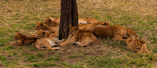 Serengeti National Park, Tanzania: Lion Cubs Seeking Shade in the Savannah