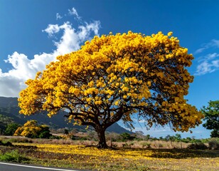 A large tree in full bloom with yellow flowers under a blue sky