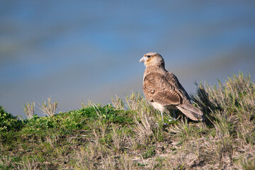 Chimango caracara near the cost