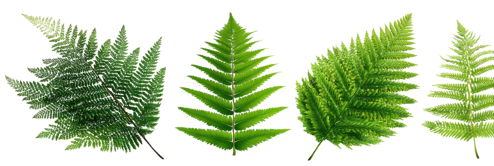 Three different fern leaves