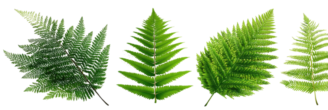 Three different fern leaves