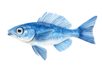A captivating blue fish, isolated on transparent background, presents its graceful form and delicate details in a stunning display of aquatic elegance