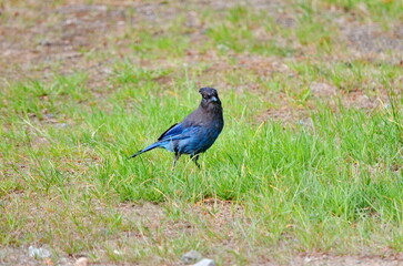 Steller's jay in a meadow in Strathcona Provincial Park, BC, Canada. 