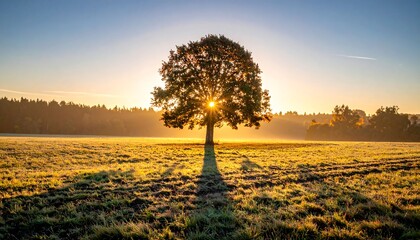 A lone tree silhouetted by the radiant golden light of the morning sun