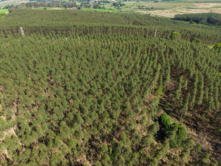 Scenic aerial view of a eucalyptus plantation with rows of trees, showcasing the vastness of the...