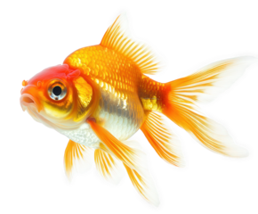 A golden goldfish isolated on transparent background, showcasing its shimmering scales and flowing fins, swimming gracefully in an aquarium environment, a captivating sight