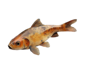 A realistic goldfish model, isolated on transparent background, displays intricate details and textures, capturing the essence of aquatic life with artistry