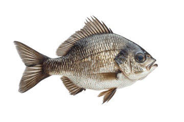 A black drum fish isolated on transparent background, displaying its distinctive dark coloration, robust body shape, and textured scales in a detailed view