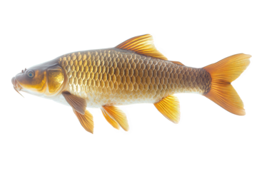 A beautiful golden carp isolated on transparent background, showcasing its intricate scale pattern and vibrant coloration, swimming gracefully in a serene environment