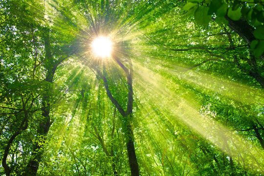 緑の森　太陽光