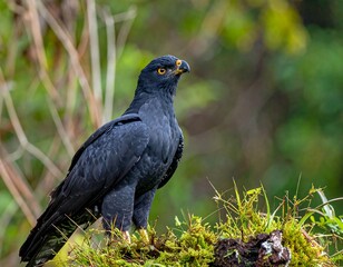 A majestic black bird of prey perched in a lush, green environment